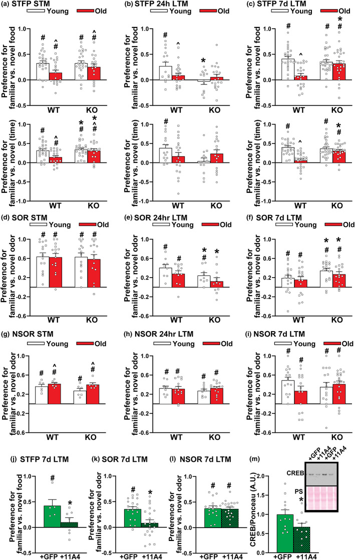 Preventing age‐related increases in PDE11A4 is sufficient to prevent age‐related cognitive decline of social associative memories (aLTMs) due to the acute loss of PDE11A4 in the aged hippocampus. (a) WT‐Y (n = 16 M,7F), KO‐Y (n = 18 M,6F), WT‐O (n = 13 M,7F), and KO‐O mice (n = 15 M,3F) each showed STFP STM when memory was defined by the amount of food eaten (top graphs) or the time spent eating the food (bottom graphs); however, old WT mice in particular demonstrated weaker memory than young mice (food effect of age: F(1,81) = 6.59, p = 0.012; time effect of age: F(1,81) = 5.02, p = 0.028; time effect of genotype: F(1,81) = 5.02, p = 0.028). (b) 24 h after training, only WT‐Y mice (n = 7 M,8F) showed STFP memory, with KO‐Y (n = 8 M,6F), KO‐O (n = 8 M,12F), and WT‐O mice (n = 8 M,13F) performing significantly worse (food effect of genotype × age: F(1,62) = 4.31, p = 0.042; post hoc vs. WT‐Y: WT‐O p = 0.028, KO‐Y p = 0.002, KO‐O p = 0.029; time effect of genotype x age: F(1,60) = 3.83, p = 0.055). (c) 7 days after STFP training, WT‐Y (n = 14 M,12F), KO‐Y (n = 18 M,10F), and KO‐O mice (n = 14 M,12F) exhibit stronger remote aLTM than WT‐O mice (n = 13 M,11F; food effect of genotype × age: F(1,96) = 11.68, p = 0.0009; post hoc: WT‐O vs each group, p < 0.001; time effect of genotype x age: F(1,95) = 13.34, p = 0.0004; post hoc: WT‐O vs each group, p = 0.0001). (d) all groups demonstrated strong STM for SOR, including WT‐Y (n = 8 M,7F), KO‐Y (n = 7 M,7F), WT‐O (n = 8 M,7F), and KO‐O (n = 8 M,7F) with no difference among groups. (e) 24 h after SOR training, WT‐Y (n = 4 M,5F) and WT‐O mice (n = 7 M,6F) exhibit significantly stronger rLTM than KO‐Y (n = 5 M,4F) and KO‐O mice (n = 6/sex; effect of genotype: F[1,38] = 5.67, p = 0.022). (f) 7 days after SOR training, however, KO‐Y (n = 10 M,8F) and KO‐O mice (n = 10 M,8F) exhibit stronger rLTM than WT‐Y (n = 9/sex) and WT‐O mice(n = 11 M,7F; (F[1,67] = 5.25, p = 0.025) consistent with our previous observation in young KO mice (Pilarzyk et al., 2019). (g) each group showed strong NSOR STM, with old mice slightly outperforming young mice (n = 3/sex/age/genotype; effect of age: F[1,20] = 5.08, p = 0.036). (h) There were no differences among groups, however, for NSOR recent rLTM (WT‐Y n = 4 M,5F; KO‐Y n = 5/4F; WT‐O n = 6 M,9F; KO‐O n = 6 M,9F) or (i) NSOR remote rLTM (WT‐Y n = 7 M,9F; KO‐Y n = 9 M,7F; WT‐O n = 9 M,6F; KO‐O n = 13 M,9F). (j) Next, we determined if overexpressing PDE11A4 in dorsal and ventral CA1 of old KO mice (see Figure 2D for expression pattern observed 2 weeks following injection and Figure S8A for map of expression pattern observed >2 months injections) would be sufficient to eliminate their protective phenotype by infusing a lentivirus expressing either GFP alone or a GFP‐tagged mPDE11A4 (Pilarzyk et al., 2019) that exhibits robust catalytic activity (n = 8 biological replicates of HT‐22 cells/group; cGMP: (t(14) = −16.58, p < 0.001; cAMP: T(14) = −14.61, p < 0.001). Relative to infusion of GFP only, infusion of PDE11A4 significantly impaired remote aLTM for STFP (KO‐GFP n = 2 M,3F; 11A4 n = 4 M/3F; t(10) = −2.24, p = 0.049) and (k) SOR (KO‐11A4 n = 10 M,12F; KO‐GFP n = 8 M,11F; effect of virus: F[1,37] = 11.47, p = 0.002), (l) but not NSOR (KO‐11A4 n = 8 M,11F; KO‐GFP n = 7 M/10F; effect of virus: F[1,32] = 0.09, p = 0.763). (m) Overexpressing PDE11A4 in KOs is also sufficient to elicit an aging‐like biochemical phenotype in the VHIPP, namely decreased CREB in the nucleus (GFP n = 6 M,6F; 11A4 n = 6 M,5F; t(21) = 2.11, p = 0.047). *vs WT or GFP, p = 0.049 to <0.001, ^vs. Young, p = 0.028 to <0.001; #has memory (i.e., significantly >0; see Table 1 for individual statistics), p = 0.018 to <0.001. Data plotted as individual points (females as circles, males as squares) and expressed as mean ± SEM. Brightness and/or contrast of images adjusted for graphical clarity. PS, Ponceau stain