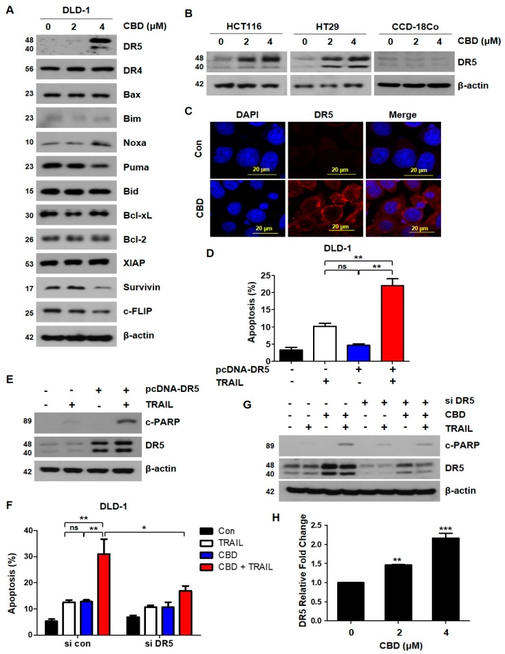 Cannabidiol induces DR5 expression in DLD-1 cells. (A) DLD-1 cells were treated with the indicated concentrations of cannabidiol for 24 h and the protein levels of DR4, DR5, proapoptotic, and antiapoptotic proteins were examined by western blot. β-actin was used as a loading control. (B) HCT116, HT29, and CCD-18Co cells were treated with the indicated cannabidiol concentrations for 24 h. Cell lysates were analyzed by western blotting using the anti-DR5 antibody. (C) Immunofluorescence of DR5 (red) and nucleus (blue) in DLD-1 cells exposed to cannabidiol (4 μM) for 24 h by confocal microscopy. (D) Plasmid-transfected, DR5-overexpressing cells were treated with 10 ng/mL TRAIL for 4 h. Bar graphs representing the proportion of apoptosis cells as assessed by flow cytometry are shown. Data are expressed as the means ± SEM. (E) Protein levels of PARP, DR5, and β-actin were determined by western blotting. β-actin was used as a loading control. (F) DLD-1 cells were transiently transfected with control siRNA (si con) or DR5 siRNA (si DR5). Twenty-four hours after transfection, cells were pretreated with or without 4 µM cannabidiol for 24 h and then treated with 10 ng/mL TRAIL for 4 h. Apoptosis was measured by flow cytometry using double staining with annexin V and PI. (G) Protein levels of PARP, DR5, and β-actin were determined by western blotting. (H) DLD-1 cells were treated with the indicated concentrations of cannabidiol for 24 h. mRNA levels of DR5 were determined by qRT-PCR. * p < 0.05; ** p < 0.01; *** p < 0.001. CBD, cannabidiol; ns, not significant.