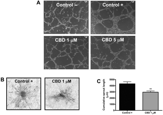 Cannabidiol inhibits in vitro endothelial morphogenesis and angiogenesis. a HUVECs were incubated on a Matrigel substrate in the presence of M199 alone (Control –) or of M199 supplemented with 2 % FBS (Control +), in the absence or presence of different concentrations of CBD for 6 h at 37 °C. CBD interfered with HUVEC organization in capillary-like networks. b HUVEC spheroids, were embedded in collagen gel supplemented with VEGF (30 ng · mL-1) in the absence (Control) or in the presence of CBD (1 mM). Representative photos of each experimental group are shown. c Quantification of the sprouting. The results are expressed as the mean ± SEM of the cumulative sprout length of the capillary-like structures emerging from 24 to 26 individual spheroids per experimental group. **p < 0.01 compared to spheroids from control HUVECs, Dunnett’s t-test [Adapted from 41]. With permission from Wiley and Sons Inc. via RightsLink