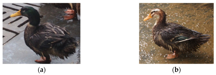 (a) The appearance of an average male hemp duck, while (b) shows the appearance of an average female hemp duck. Sex differences lead to differences in appearance.
