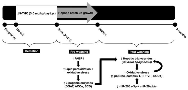 Proposed schematic illustrating the effects of gestational exposure to Δ9-tetrahydrocannabinol (Δ9-THC) on the male rat liver. In summary, in utero exposure to Δ9-THC led to symmetrical intrauterine growth restriction in the affected offspring, followed by hepatic catch-up growth and increased visceral adiposity during adult life. Male offspring exposed to gestational Δ9-THC exhibited increased FABP1 and oxidative stress at three weeks of age, leading to increased de novo lipogenesis at six months. Adult male offspring also demonstrated oxidative stress and mitochondrial dysfunction, which may occur as a result of elevated hepatic triglyceride content. The presence of oxidative stress and mitochondrial dysfunction in combination with downregulated miR-203a-3p and miR-29a/b/c may further promote impaired lipid metabolism of the liver in a positive-feedback manner.
