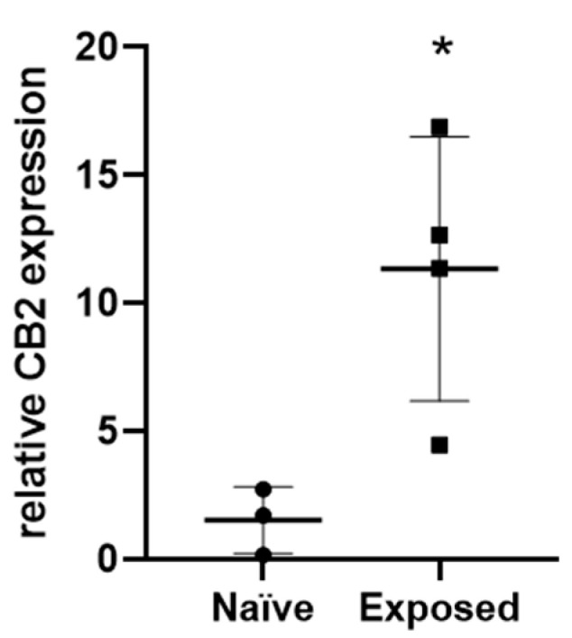 CB2 expression is upregulated in carcinogen-exposed tumor-free skin (‘Exposed’) compared to naïve (ventral) skin in WT mice. Relative mRNA expression of CB2 in naïve compared to exposed skin. n ≥ 3 per group. Student’s t-test, * p < 0.05.