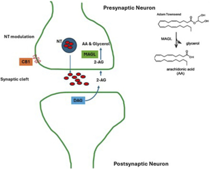 Diagram illustrating synaptic transmission involving cannabinoid receptor CB1, MAGL enzyme, and molecules such as NT, AA, glycerol, and 2-AG between presynaptic and postsynaptic neurons, with chemical structures shown for glycerol and arachidonic acid.