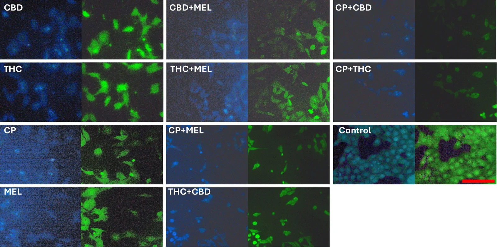 DAPI/Rhodamine 123 staining in MG63 cancer cell lines. All scales are 100 µm