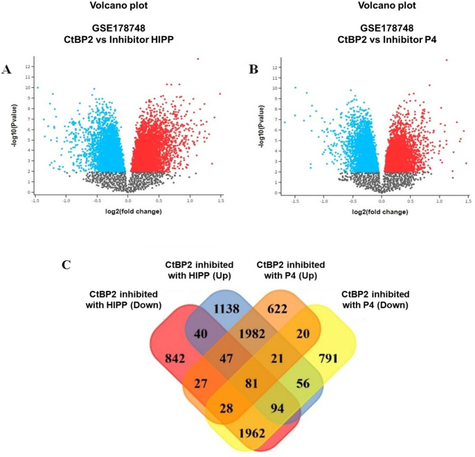 Identification of Differentially Expressed Genes. A. Volcano plot of CtBP2 inhibited by HIPP (blue dots: negatively regulated genes; red dots: positively regulated genes). B. Volcano plot of CtBP2 inhibited by P4 (blue dots: negatively regulated genes; red dots: positively regulated genes). C. Venn diagram of identification of DGE with CtBP2 inhibited with HIPP positively regulated (blue color); CtBP2 inhibited with HIPP negatively regulated (red color); CtBP2 inhibited with P4 positively regulated (orange color); and CtBP2 inhibited with P4 negatively regulated (yellow color).