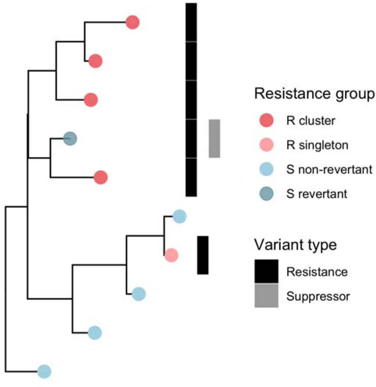 Toy example of how resistance groups are defined.Note that susceptible revertants are defined by the presence of a resistance variant, rather than a putative suppressor variant. See methods for more details. Heatmap columns are each variants found in a resistance gene. R=resistant, S=susceptible.