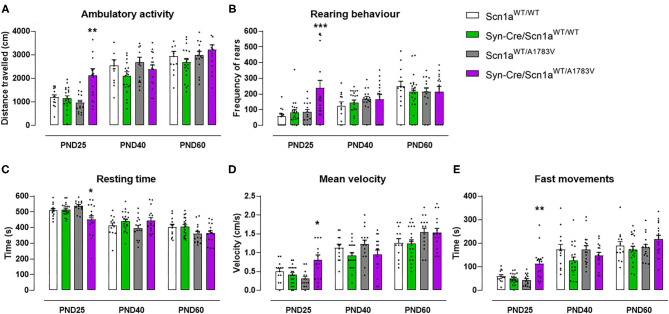 Evolution of different behavioral parameters recorded in the computer-aided actimeter in Syn-Cre/Scn1aWT/A1783V mice and their three control groups (Scn1aWT/WT, Syn-Cre/Scn1aWT/WT, and Scn1aWT/A1783V mice) measured at different postnatal days in the range PND25–PND60. Values are means ± SEM of 13–21 animals per group. Data were assessed by using two-way ANOVA for repeated measures followed by the Bonferroni test (*p < 0.05, **p < 0.01, ***p < 0.005 vs. the other three groups).