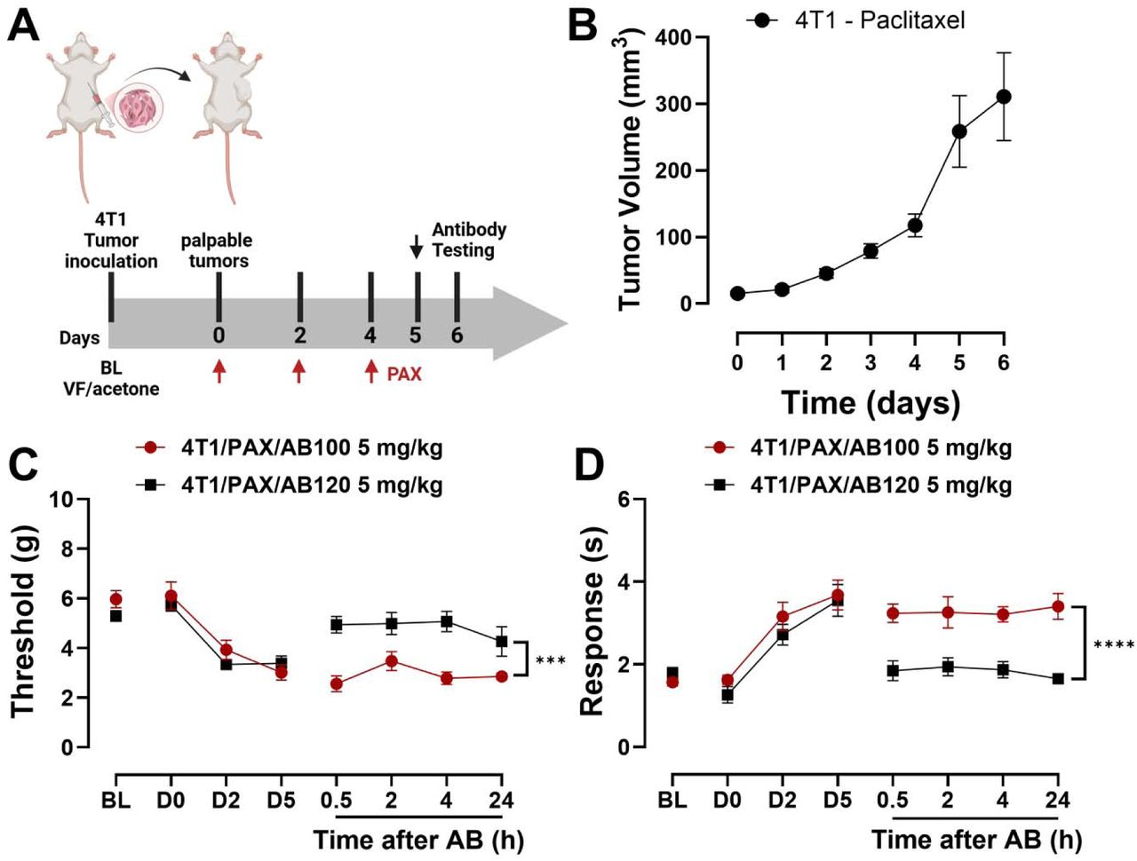 CB2-specific antibody agonist AB120 attenuates paclitaxel-induced mechanical and cold hypersensitivity in mammary tumor bearing mice. (A) Timeline of tumor inoculation and antibody efficacy study. Injection of 4T1 cells into the mammary fat pad produced exponential growth evidenced by (B) tumor volume (mm3). Treatment with paclitaxel (10 mg/kg i.p. on 3 alternate days) produced robust (C) mechanical and (D) cold hypersensitivity in tumor-bearing mice. AB120 (5 mg/kg, i.p.) attenuated paclitaxel-induced mechanical and cold hypersensitivity in tumor-bearing mice, whereas inactive isotype control AB100 (5 mg/kg. i.p.) did not alter responses to cutaneous stimulation. Data show mean (± SEM) (n=6). Two-way ANOVA followed by Bonferroni’s post hoc test. Interaction between time points and treatment effect: Brackets (main treatment effect): ***P<0.001, ****P<0.0001 4T1/PAX/AB120 5 mg/kg vs. 4T1/PAX/AB100 5 mg/kg.