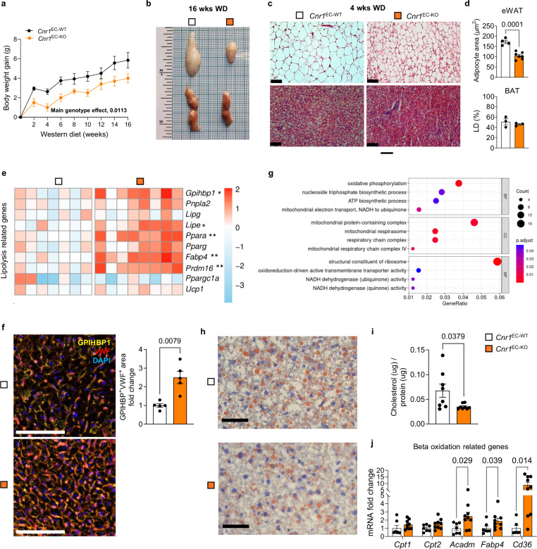 Impact of endothelial Cnr1 deficiency on lipid metabolism.a Body weight gain over 16 weeks WD in female Cnr1EC-WT (n = 8) and Cnr1EC-KO (n = 7) mice. b Representative images of epididymal white (eWAT, upper) and brown adipose tissue (BAT, lower) from female mice after 16 weeks WD. c H&E staining of eWAT and BAT from female Cnr1EC-WT and Cnr1EC-KO after 4 weeks of WD. Scale bar, 500 μm. d Quantification of adipocyte size in eWAT: Cnr1EC-WT (n = 4) and Cnr1EC-KO (n = 7) and relative lipid droplet (LD) content in BAT: Cnr1EC-WT and Cnr1EC-KO (n = 3 for both) from c. e Gene expression analysis (RT-qPCR) in BAT of female Cnr1EC-WT (n = 7) and Cnr1EC-KO (n = 8) mice after 4 weeks WD. Log2-transformed values visualized in a heatmap plotted by using pheatmap in R. f Co-staining of GPIHBP1 (yellow) and von Willebrand factor (vWF, red for capillary vessels in BAT of female Cnr1EC-WT and Cnr1EC-KO (n = 5) mice after 4 weeks of WD. Scale bar, 100 μm. Quantification of GPIHBP1+VWF+ area and calculated as fold change to WT. g RNA sequencing and GO analysis of regulated pathways in sorted BAT ECs from female Cnr1EC-KO (n = 7) mice after 4 weeks of WD. DEGs were identified using DESeq2 with a two-sided Wald test followed by Benjamini–Hochberg FDR correction. GO enrichment analysis was performed using clusterProfiler with a one-sided hypergeometric test and Benjamini–Hochberg FDR adjustment. h Representative hepatic ORO staining and i liver cholesterol levels in female Cnr1EC-WT and Cnr1EC-KO (n = 8 for both sexes) mice after 4 weeks of WD Scale bar, 50 μm. j Gene expression analysis (RT-qPCR) in livers of female Cnr1EC-KO (n = 7) and Cnr1EC-WT (n = 9) mice after 4 weeks WD. All data are shown as mean ± s.e.m.; mixed-effect model with analysis of the main fixed effect-genotype (a), two-tailed Mann-Whitney U (d, f, i) and multiple Mann-Whitney U with FDR-Hochberg, Krieger, Yekutielli (j) or T test with FDR-Benjamini Hochberg (e) were applied. Each data point represents one individual mouse sample (biological replicate), collected in at least 2 independent experiments.