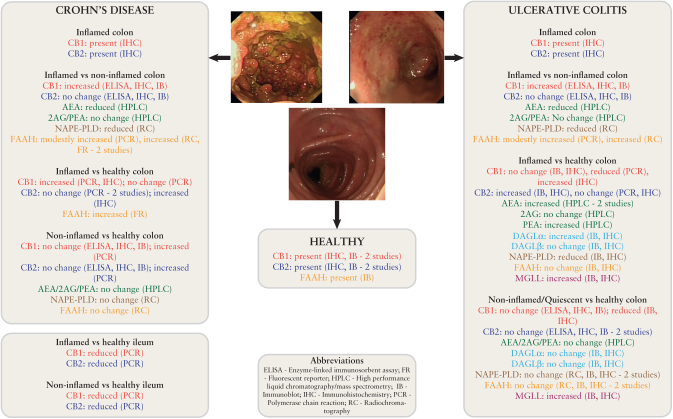 A summary of existing studies of the endocannabinoid tone in human ileum and colon in health and IBD. Studies of the ECS in human IBD have yielded conflicting results dependent on the technique used, the site of sampling [ileum vs colon], and the comparison used [inflamed vs non-inflamed vs healthy]. Only one study has assessed the synthetic [DAGL] and key hydrolytic [MGLL] enzyme involved in 2AG metabolism. No studies have examined the presence of ABHD6 or 12. Data extracted from references 48, 51–59. IBD, inflammatory bowel disease; ECS, endocannabinoid system.