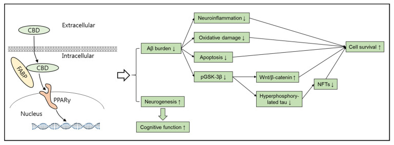 Summary of the main findings illustrating the neuroprotective functions of CBD against AD pathology. CBD can be translocated into the nucleus by FABPs and activate nuclear PPARγ to induce gene expression, resulting in a series of improvements against Aβ-induced aberrant changes in AD, such as reduced neuroinflammation, oxidative changes, and apoptosis. In addition, CBD can contribute to the inhibition of hyperphosphorelated tau and activation of Wnt/β-catenin signaling by recovering Aβ-induced pGSK-3β. Finally, the CBD-mediated therapeutic changes facilitate neuronal survival. In addition, CBD enhances neurogenesis in AD. Overall, both CBD-mediated neuroprotection against Aβ-induced pathologies and CBD-mediated increase in neurogenesis might contribute to the improved cognitive function observed in AD.