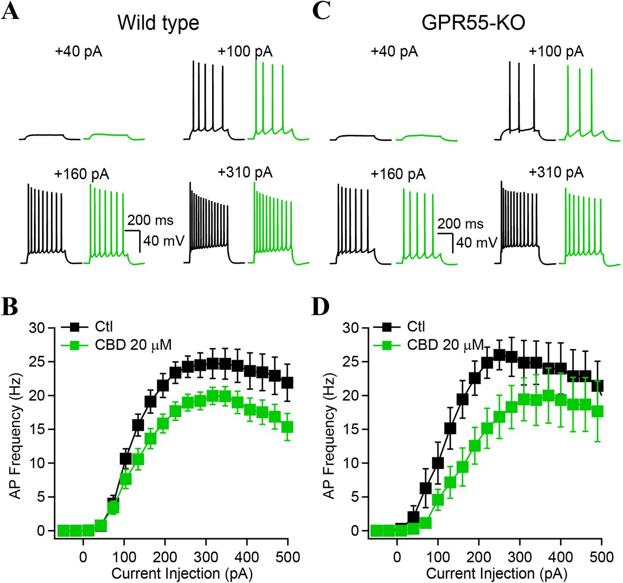 Cannabidiol decreases and caps CA1-PYRs firing independently of GPR55.A, Membrane potential and AP firing in response to depolarizing current injected through the recording electrode before (black) and after CBD application (green). B, Firing frequency as a function of current injection for n = 16 CA1-PYRs. The FI curves reveal that CBD decreases and caps the firing frequency as a function of current injection. C, Similar experiments as in A and B, but performed in slices from GPR55-KO animals showing similar effect of CBD on the FI curve (D). Data points show mean ± SEM for n = 7 CA1-PYRs.