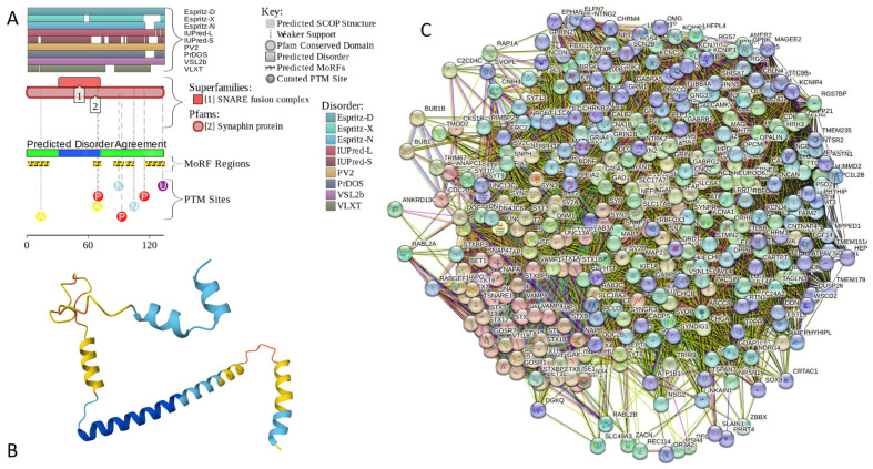 Functional disorder analysis of human complexin-2 (UniProt ID: Q6PUV4). (A) Functional disorder profile generated by D2P2. (B) 3D structural model generated by AlphaFold. (C) CPLX2-centered PPI network generated by STRING. This network was generated using a custom confidence value of 0.225 for minimum required interaction score.