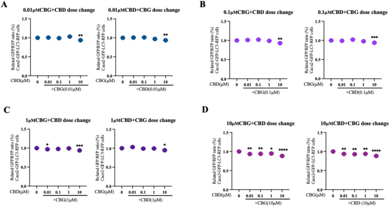 Low-dose combinations of CBD and CBG enhanced autophagic flux in Caco-2 cells.(A–D) Autophagic flux of Caco-2 GFP-LC3-RFP cells treated with CBD and CBG combinations at varying concentrations. Each panel represents a fixed concentration of one compound (A: 0.01 µM, B: 0.1 µM, C: 1 µM, D: 10 µM) combined with dose gradients (0.01, 0.1, 1, and 10 µM) of the other.Autophagic flux values were normalized to DMSO-treated controls. Data represent the mean ± SD of three independent biological replicates. One-way ANOVA was applied. P values are displayed as follows: n.s. = P > 0.05; *P ≤ 0.05; **P ≤ 0.01; ***P ≤ 0.001; ****P ≤ 0.0001.
