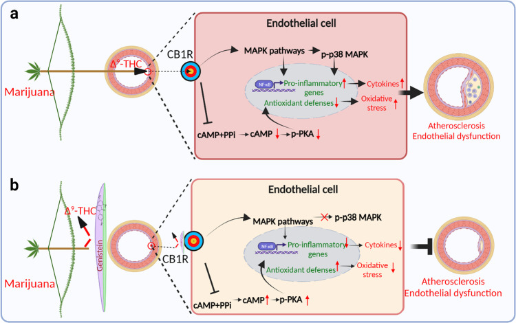 Protective effect of genistein on Δ9-THC-induced endothelial dysfunction in atherosclerosis. a △9-THC binds and activates the CB1R signaling, which activation causes inflammation and oxidative stress leading to endothelial dysfunctions in atherosclerosis through inducing PKA, p38 MAPK and NF-κB signaling pathways. b CB1R antagonist genistein alleviates the △9-THC-induced deleterious effects in endothelial cells, which suggest that genistein has promising therapeutic potential