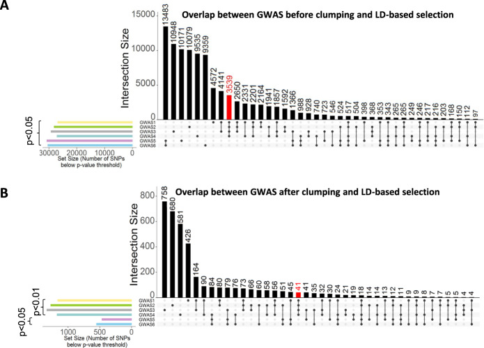 Intersection of SNP results before and after clumping.A Intersection raw results before clumping of associated SNPs from all 6 GWAS. Black bars represent the number of intersecting SNPs below p value threshold 0.05. Dots indicate the respective GWAS for which the number of intersecting SNPs was calculated. Columns with single dots indicate SNPs unique to the corresponding GWAS. GWAS 1-4 and GWAS 5-6 show strong overlap within each other. Importantly, as indicated by the red bar, the largest intersection size when overlapping 4 GWAS is between GWAS 1-4 (polytoxicomania and/or schizophrenia GWAS). These SNPs show no association in GWAS 5-6. The novel approach applied to raw GWAS results would thus yield 3539 SNPs. Colored bars on the left indicate the number of associated SNPs per individual GWAS, i.e., the set size. B Intersections of associated SNPs from all 6 GWAS building on clumped SNP results and considering LD linkage neighbor signals. Black bars represent the number of intersecting SNPs below the given p value threshold on the left. Dots indicate the respective GWAS for which the number of intersecting SNPs was calculated. Columns with single dots indicate SNPs unique to the corresponding GWAS. Again, the intersection of SNPs associated in GWAS 1-4, but not GWAS 5-6, is larger than for any other combinations of 4 GWAS and yields now a strongly reduced set of 41 polytoxicomania-associated SNPs (red bar). Colored bars on the left indicate the number of associated SNPs per individual GWAS, i.e., the set size.
