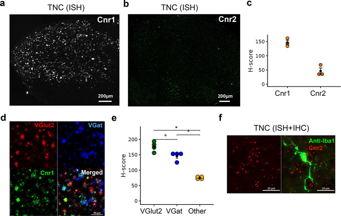 Distribution of eCB cognate receptors in the TNC. ISH images representing Cnr1 (a) and Cnr2 (b) expressions in TNC. (c) Comparison of H-score between Cnr1 and Cnr2 indicates the predominance of Cnr1 in the brainstem TNC. (d) ISH image representing the co-labelling of Cnr1 in VGlut2+ and VGat+ neurons in the TNC. (e) Comparison of H-scores shows increased expression of Cnr1 in the VGlut2+ compared to VGat+ neurons or other cell types in the TNC. (f) ISH (Cnr2, red) and immunolabeling of microglia (Iba-1+, green) show sparse Cnr2 transcripts present in microglial cells (see also Supplementary Fig. 3b). The H-score data are presented as mean ± SEM (n = 3–4 mice/gene type or cell type)