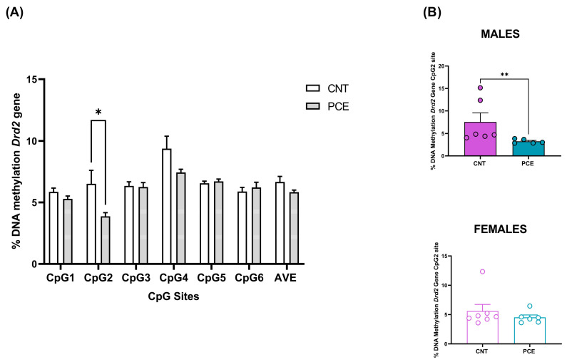 Comparison of DNA methylation status at rat Drd2 gene in the PFC of prenatal cannabis-exposed (PCE) and control (CNT) rats in the combined study samples (A) and a comparison of Drd2 DNA methylation status at the Cpg2 site in the PFC of prenatal cannabis-exposed (PCE) and control (CNT) rats stratified according to sex (B). DNA methylation data are presented as the mean ± SEM of the methylation % values of individual CpG sites under study as well as of the average (AVE) of the six CpG sites (n = 14 rats/group, combined population; n = 6–5 rats/group, male rats; n = 7–6 rats/group female rats). Significant differences are indicated: Mann–Whitney Test, Holm–Sidak corrected * p < 0.05 vs. CNT; ** p < 0.01 vs. CNT.