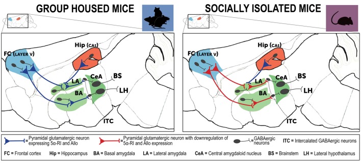 Neurocircuitry underlying the PTSD-like phenotype expressed by socially isolated mice. This is a simplified schematic representation of mouse brain neurocircuitry regulating emotional behavior under physiological (group-housed) and stress-induced deficits (social isolation). The prefrontal cortex and hippocampus directly project to the amygdaloid nuclei to regulate their hyperactivity following traumatic events (Herry et al., 2008). In susceptible individuals, a stressful experience is associated with impairment of cortical inhibitory activity directed to the amygdala, which results in exaggerated hyperactivity and inappropriate fear responses (Akirav and Maroun, 2007; Raber et al., 2019). In PTSD, amygdala hyperactivity is part of a maladaptive emotional processing resulting from exposure to traumatic events. The neural substrates of these behavioral deficits may result from decreased GABA release (downregulated allopregnanolone concentrations (Rasmusson et al., 2006, 2019), in participation with changes in GABAA receptor subunit subtypes (Geuze et al., 2008). Collectively, these neurobiological alterations may explain emergence of PTSD symptoms (Pinna, 2018). In the socially isolated mice, a stress-induced model of PTSD-like behavioral traits, cortical and hippocampal projections directed to the basolateral amygdala (BLA) show a downregulation of allopregnanolone biosynthesis and behavioral correlates, including increased fear responses and impairment of fear extinction (Agís-Balboa et al., 2007; Pinna et al., 2009). In socially isolated mice (right panel), allopregnanolone downregulation in cortical and hippocampus pyramidal glutamatergic neurons and in pyramidal-like neurons of the BLA may represent the molecular underpinnings that recapitulate an increased excitability of the neuronal pathway that converges to the intercalated GABAergic neurons (ITC) and central amygdala (CeA) GABAergic spiny neurons (Agís-Balboa et al., 2007; Pinna et al., 2008). Collectively, reduction of allopregnanolone biosynthesis in corticolimbic glutamatergic neurons may impair cortico-hippocampal-amygdaloid circuits by inhibiting the GABAergic output neurons of the CeA, which project to the hypothalamus and brainstem and may explain the excessive fear responses and other behavioral deficits observed in socially isolated mice (Pinna et al., 2008, 2009). Allo, allopregnanolone; 5α-RI, 5α-reductase type I.