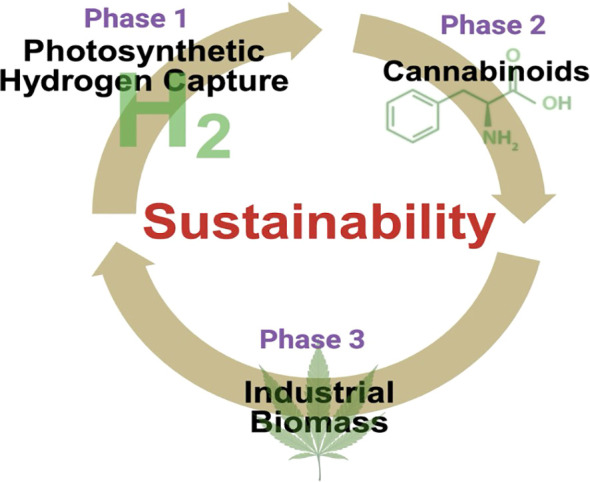 Circular infographic illustrating a sustainability process with three phases: Phase one, Photosynthetic Hydrogen Capture (H2 symbol); Phase two, Cannabinoids (chemical structure); Phase three, Industrial Biomass (hemp leaf). Central text reads Sustainability.