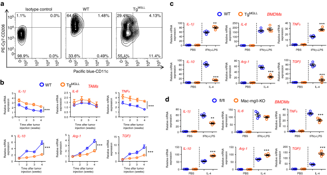 MGLL potentiates proinflammatory cytokine expression in tumor-associated macrophages. a Quantification of M1-like and M2-like TAMs in MC-38 tumors which were subcutaneously inoculated for 3 weeks in WT or TgMGLL mice. Each tested sample was pooled from five individual ones. The M1-like TAMs were assed as CD3-CD45R-Gr1-GFP-CD45+F4/80+CD11c+CD206-; The M2-like TAMs were assed as CD3-CD45R-Gr1-GFP-CD45+F4/80+CD206+CD11c-. The inoculated MC-38 cells were stably marked with GFP. This test was repeated three times. Representative results were displayed. b mRNA expression of cytokines, as indicated, in the TAMs from WT or TgMGLL mice were measured dynamically (n = 5, ***P < 0.005). c MGLL potentiates M1 and blocks M2 activation of macrophages. The BMDMs from WT or TgMGLL mice were treated with IFNγ (10 ng ml−1) + LPS (100 ng ml−1) or IL-4 (10 ng ml−1) for 6 h and then subjected to real-time PCR assays (n = 4, **P < 0.01, ***P < 0.005). d mRNA levels of cytokines in the fl/fl or Mac-mgll-KO mice-derived BMDMs treated with IFNγ (10 ng ml−1) + LPS (100 ng ml−1) or IL-4 (10 ng ml−1) for 6 h (n = 4, **P < 0.01, ***P < 0.005). Data in b–d represent the means ± s.e.ms. (Student’s t-test)