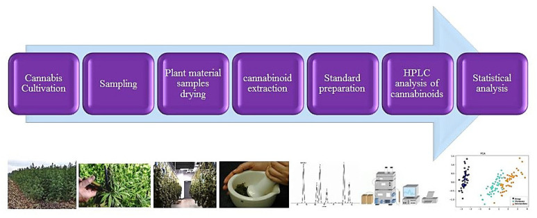 A workflow of cannabinoids assay and quantification.