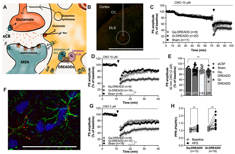 Chemogenetic activation of Gi-coupled DREADDs in astrocytes facilitates eCB-LTD. (A) Schematic drawing depicting the use of Gq- or Gi-coupled DREADDs to activate pathways that putatively could stimulate or depress astrocytic function. (B) Viral transfection of the DREADD virus was visualized with mCherry (red). The rectangle marks the approximate position of the cannula track; note that there was no damage to the brain tissue following viral injection. While mCherry could be visualized in some cells surrounding the cannula track and even in cells located in the cortex, the circle demonstrates the main area of transfection. Calibration: 1 mm. CC: corpus callosum. (C) Perfusion with CNO (10 μM) slightly depressed the PS amplitude in all treatment groups. (D) Re-baselining-evoked PS amplitudes revealed an enhanced HFS-LTD in CNO-perfused slices expressing Gi-DREADDs targeting GFAP. (E) Bar graph demonstrating the PS amplitudes following bath perfusion with CNO (2 μM) for 30 min. A significant depression of evoked potentials was selectively observed in brain slices expressing Gi-DREADDs. (F) Immunohistochemical staining showing GFAP-expressing astrocytes in green, neurons visualized by NeuN in blue, and the DREADD conjugated with mCherry in red. mCherry was associated with cells expressing GFAP. Calibration: 50 µm. (G) Pretreatment with a lower dose of CNO still facilitated HFS-LTD in slices transfected with Gi-DREADDs targeting GFAP compared to the control. (H) The PPR was enhanced following HFS in both Gq-DREADD- and Gi-DREADD-expressing slices, indicative of the reduced probability for transmitter release. Data are mean values ± sem. Arrows mark time-points for HFS. n = number of recordings, taken from at least four animals. * p < 0.05; ** p < 0.01.