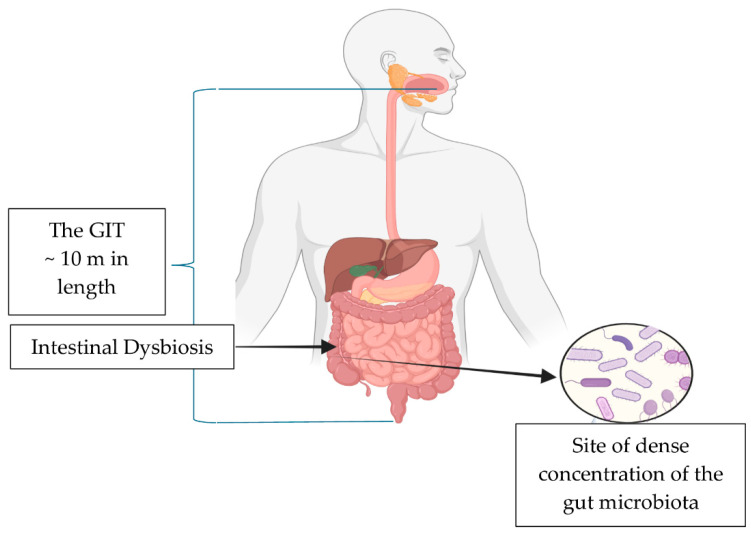 Diagrammatic representation of the GIT and the site of high concentrations of bacterial bioactivity in the ascending colon. Created in Biorender.com (accessed on 25 March 2025).
