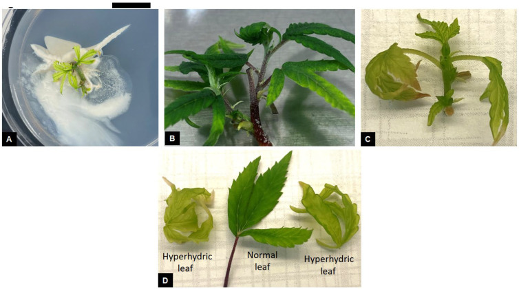 Endophytic contamination and growth abnormalities in Cannabis sativa L. Bacteria contamination can be observed occurring from the cut end of the explant (A). Occurrence of hyperhydricity in shoot cultures where normal shoots appear dark green in color (B) compared to hyperhydric shoots characterized by translucent appearance (C) with chlorotic, curled leaves (D). Scale bar: A = 5 mm.