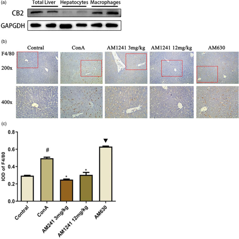 The effects of AM1241 on macrophages and cannabinoid type II receptor expression in ConA-induced hepatitis mouse model. (a) The expressions of cannabinoid type II receptor protein levels in total liver, hepatocytes and macrophages were detected using Western blot. (b) The expressions of F4/80 protein levels were detected using immunohistochemistry staining. (c) The results were analysed using Image-Pro Plus 6.0. Data are expressed as the mean ± SEM (n = 6; #p < 0.05 for ConA versus control; *p < 0.05 for AM1241 groups versus ConA; ▼p < 0.05 for AM630 versus AM1241 groups).
