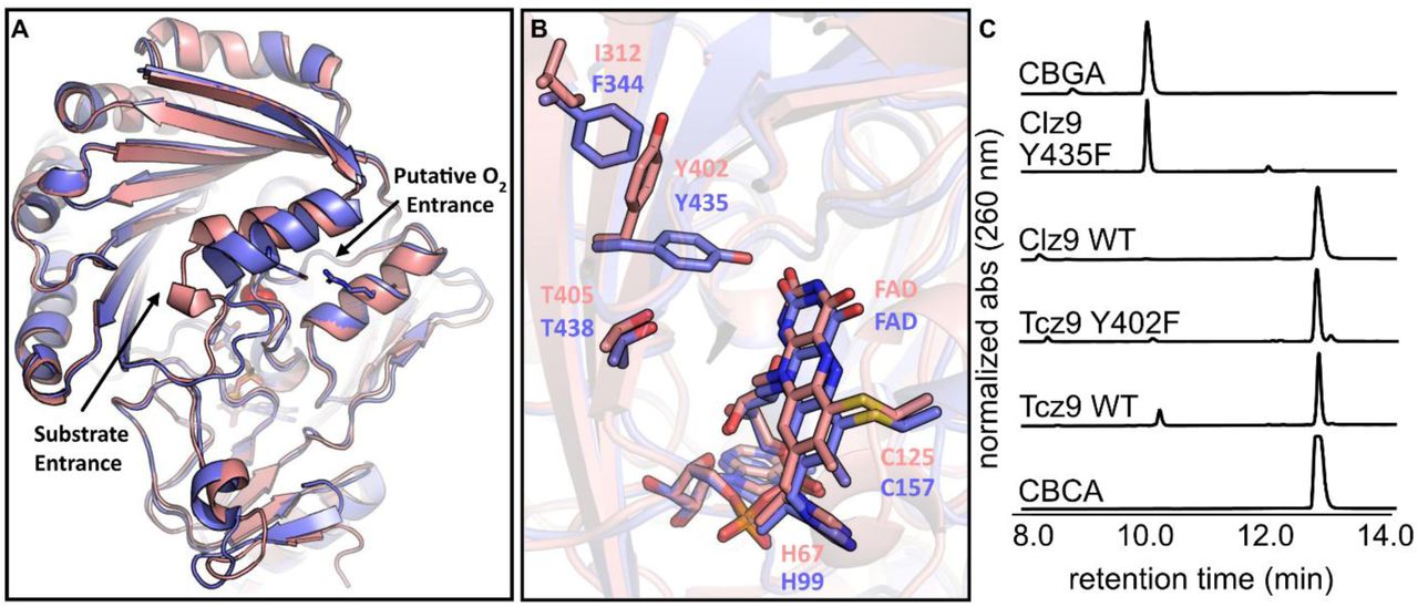 Structural characterization of Clz9 and Tcz9.(A) Superposition of Tcz9 (pink) and Clz9 (purple) structures. The entrance/exit for substrate and the position of the putative “oxyanion hole” are pointed out with arrows. A dioxygen model (red sphere) near the N5 of the FAD is also shown. (B) Close-up of the Y/FxN motif of Tcz9 (pink) and Clz9 (purple), showing the relative positional differences in the placement of Tcz9-402 and Clz9-435 causes by Tcz9-I312 and Clz9-F344. Also shown are the covalent linkages due to conserved histidine (Tcz9-H67, Clz9-H99) and cysteine (Tcz9-C125 and Clz9-C157). (C) Biochemical validation of the differing tyrosine rotamers in Clz9 (e.g. Clz9-Y435F) and Tcz9 (e.g. Tcz9-Y402F).