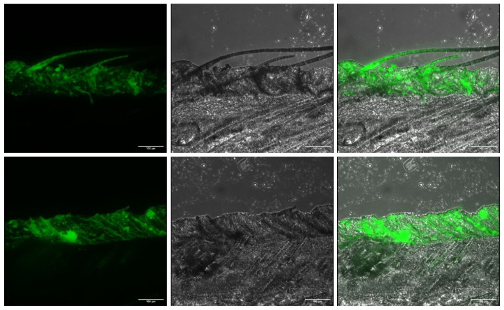 Microphotographs of excised rat skin after application of 5% CAB-O-SIL® 530 gel with coumarin-6 loaded LSNs on rat skin, unshaved (top) and shaved (bottom). Left: green, fluorescent light; Middle: bright field; Right: merged pictures. Scale bar: 100 µm.