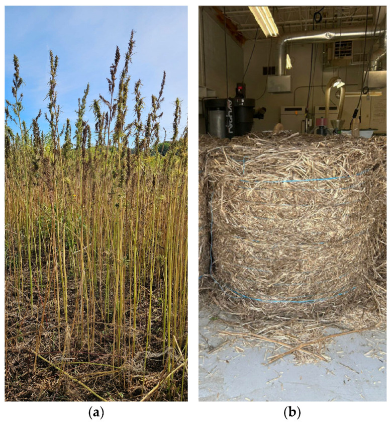 (a) Industrial hemp plants. (b) Bale of industrial hemp.