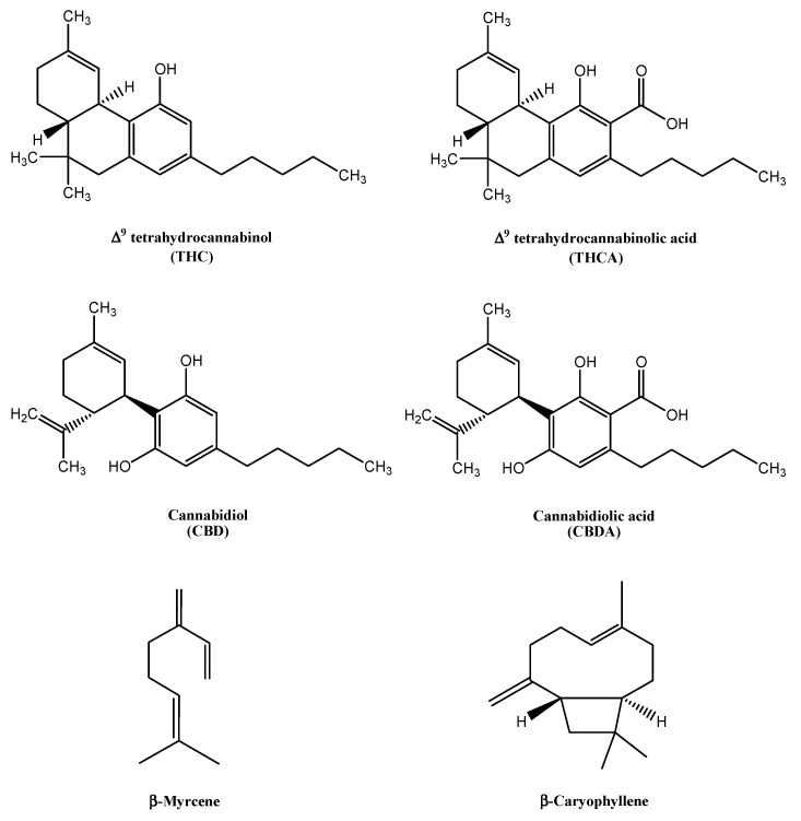 Molecular structures of the main cannabinoids Δ9-tetrahydrocannabinol (THC), Δ9-tetrahydrocannabinolic acid (THCA), cannabinol (CBD) and cannabinolic acid (CBDA), and the monoterpene β-myrcene and sesquiterpene β-caryophyllene.