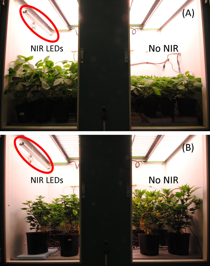 Photo at the end of the soybean (A) and Cannabis (B) study. The near infrared (NIR) LEDs, circled in red, were provided for the full 24 h, while the background light was provided for a 12 h photoperiod. The no NIR treatment had an order of magnitude lower flux of photons than the NIR treatments due to some light leaking from the NIR side of the chamber to the no NIR side (see Table 2).