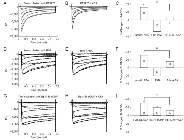 The role of different signaling pathways in the inhibition of 1 μmol/L anandamide on Ca2+ currents (IHVA) in rat trigeminal ganglion neurons.Sample traces of IHVA currents pre-treated with KT5720 (1 µmol/L for 10 minutes in the bath solution) (A) and responding to co-application with 1 µmol/L anandamide for 3 minutes (B). (C) Averaged effects of 8-Br-cAMP alone and KT5720 co-application with 1 µmol/L anandamide on IHVA. Typical traces of IHVA currents pre-treated with BIM (10 µmol/L for 10 minutes in the bath solution) (D) and responding to co-application with 1 µmol/L anandamide for 3 minutes (E, F). Typical traces of IHVA currents in neurons pre-treated with Rp-8-Br-cGMP (1 µmol/L for 10 minutes in the bath solution) (G) and anandamide (1 µmol/L) for 3 minutes (H). (I) Mean (± SEM) effects on IHVA of pCPT-cGMP alone and Rp-8-Br-cGMP co-application with anandamide (1 µmol/L). P < 0.01, vs. anandamide (unpaired t-test). Numbers in bars indicate the number of neurons tested. IHVA: High voltage-activated Ca2+ currents; cGMP: cyclic guanosine monophosphate; cAMP: cyclic adenosine monophosphate; AEA: anandamide.