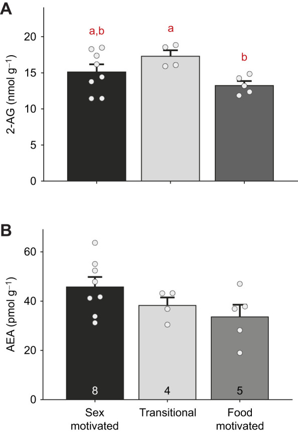 Brain 2-AG, but not anandamide, varies with male behavioral phenotype as red-sided garter snakes transition from sex to feeding behavior. (A,B) Whole-brain levels of 2-AG and anandamide (AEA), respectively. Lowercase letters indicate significant differences among phenotypes (P=0.044; from a one-way ANOVA with a Student–Newman–Keuls multiple comparisons test). Bars represent means+1 s.e.m.; circles represent individual data points. Numbers along the x-axis indicate n values for each group.