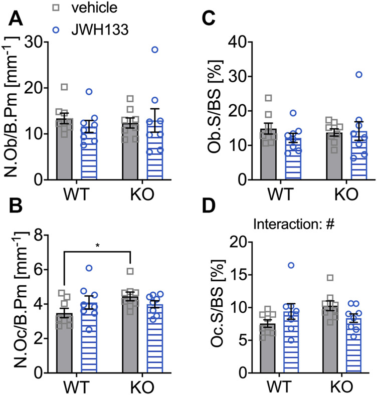 6-month aged WT and p62 KO mice showed an opposing effect on osteoclasts after prolonged treatment with JWH133. (A) Number of osteoblasts per bone perimeter (N.Ob/B.Pm) was comparable in vehicle- and JWH133-treated mice and showed no effect of genotype or treatment. (B) Number of osteoclasts per bone perimeter (N.Oc/B.Pm) was significantly increased in p62 KO mice (vehicle) compared to WT mice (vehicle). The treatment affected genotypes in an opposite way. (C) Osteoblast surface per bone surface (Ob.S/BS) was not altered between genotypes and was not affected by the treatment. (D) Osteoclasts per bone surface (Oc.S/BS) were weakly increased in WT mice and reduced in p62 KO mice by the treatment with JWH133 leading to a significant effect of interaction. Data were analyzed by using ordinary two-way ANOVA and Bonferroni adjusted p values, *p < 0.05, **p < 0.01, ***p < 0.001. All error bars show mean ± SEM. Squares and circles represent individual data points. WT vehicle N = 8, KO vehicle N = 8, WT JWH133 N = 8, KO JWH133 N = 8.