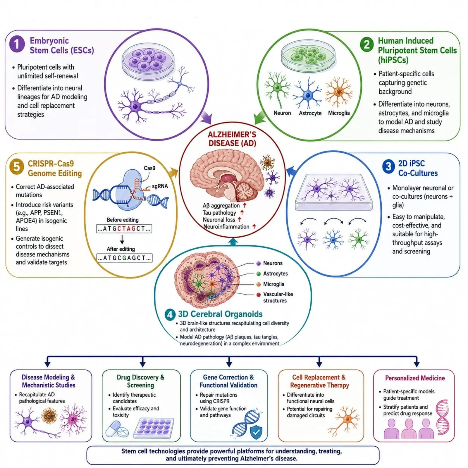 Applications of stem-cell technologies in Alzheimer's disease (AD). Human induced pluripotent stem cells (hiPSCs), embryonic stem cells (ESCs), 2D neuronal cultures, and 3D cerebral organoids are widely used for AD disease modeling, drug screening, and mechanistic studies. CRISPR-Cas9 genome editing enables the correction or introduction of AD-associated mutations, facilitating the generation of isogenic cell lines. These stem-cell-based platforms provide valuable tools for personalized medicine and the development of regenerative therapies.