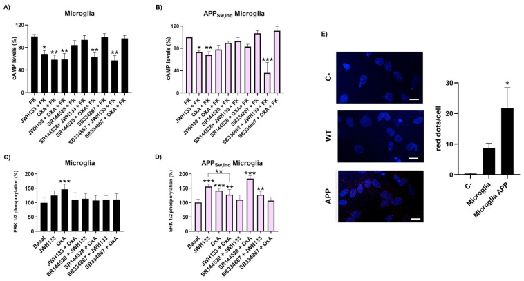 Functionality of CB2R and OX1R heteromer in the microglia from the APPSw,Ind mouse. Primary microglia from APPSw,ind (A,B) or age-matched control animals (B,D) were pre-treated with selective receptor antagonists (1 µM SR144528 for CB2 or 1 µM SB334867 for OX1 receptors) for 15 min and subsequently treated with selective agonists (100 nM JWH133 for CB2 or 100 nM orexin-A for OX1 receptors) in single or combined treatments. cAMP levels (A,B) were detected 15 min after forskolin addition. Values are the mean ± S.E.M. of seven different experiments performed in triplicates. One-way ANOVA followed by Bonferroni’s multiple comparison post hoc test was used for statistical analysis (* p < 0.05 versus forskolin treatment). (C,D) ERK1/2 phosphorylation was analyzed using an AlphaScreen® SureFire® kit (Perkin Elmer). Values are the mean ± S.E.M. of five different experiments performed in triplicates. One-way ANOVA followed by Bonferroni’s multiple comparison post hoc test were used for statistical analysis (** p < 0.01, *** p < 0.001ersus untreated cells). (E) A proximity ligation assay (PLA) was performed in primary microglia from APPSw,Ind transgenic mice or age-matched controls, using specific primary antibodies against CB2R or against OX1R (1/100). Representative images corresponding to stacks of four sequential planes are shown. Cell nuclei were stained with Hoechst (blue) and receptor complexes appear as red dots. The number of red dots/cell was quantified using Andy’s algorithm Fiji’s plug-in (see Section 4). Scale bar: 15 µm. Values are the mean ± S.E.M. of five different experiments performed in duplicates. One-way ANOVA and Bonferroni’s multiple comparison post hoc test were used for statistical analysis (* p < 0.05 versus control).