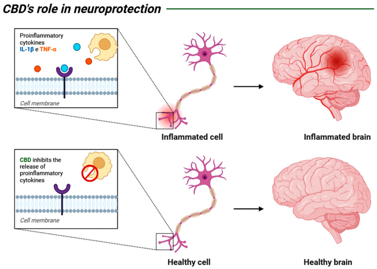 Schematic representation of the neuroprotective mechanism of CBD through its anti-inflammatory potential, which, by interrupting the release of pro-inflammatory cytokines such as TNF-α and IL-1β, inhibits the inflammatory response that may compromise nerve function and regeneration. Created by: Biorender.com.