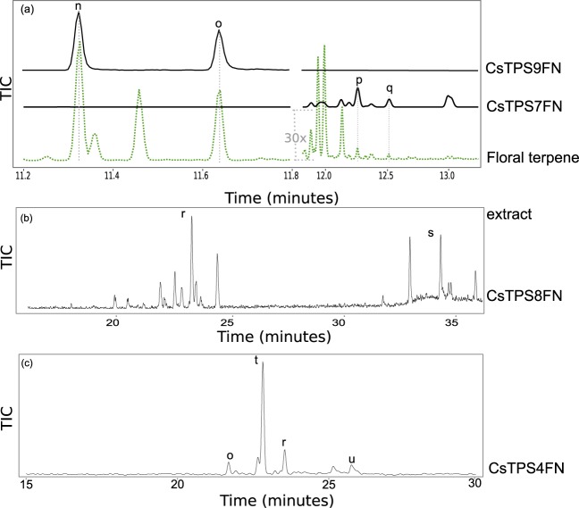 Representative GC-MS traces showing products of CsTPSFN TPS-a subfamily members.Black traces show GC-MS total ion chromatogram (TIC) from CsTPS assays with FPP. Green trace, dotted line, in (a) is representative terpene profiles from `Finola’ inflorescences. The right-hand region of the ‘Finola’ terpene profile has been amplified 30-fold to facilitate comparison with the products of CsTPS7FN. (b) shows the trace of CsTPS8FN after cold injection (40°C inlet) onto a DB-wax column. (c) shows the trace for CsTPS4FN on an HP-5 column. Peaks: n) β-caryophyllene, o) α-humulene, p) δ-selinene, q) selina-6-en-4-ol, r) valencene, s) γ-eudesmol, t) alloaromadendrene, u) palustrol.