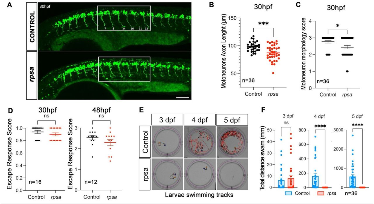 The rpsa-knockout triggers motor neuron axon pathology and progressive loss of motor function.A) Confocal standard-deviation projection of control versus RPSA-deficient animals highlighting the motor neuron axonal pathology triggered by rpsa-LOF. Caudal primary (CaP) axons 7 to 12, as labelled, were further analysed to quantify the observed obvious axonal defects. Transgenic Tg(MN:GFP) line expressing eGFP in motor neurons. B) CaP motor neuron axon length in control versus RPSA-deficient animals demonstrates significantly shorter size. C) Compared to control, CaP motor neuron axons in RPSA-deficient animals are abnormally branched, a typical feature of axon pathology observed in SMN- and TDP43-deficient animals. D) Touch-evoked escape assays at 1 and 2 dpf. RPSA-deficient animals respond normally to touch at 1 and 2 dpf, suggesting a normal early development and functional neuromuscular system and brain function. E) Snapshot of swimming tracks/patterns of control versus RPSA-deficient animals at 3, 4 and 5 dpf through a 24-minute recording with alternating 4 minutes of light and 4 minutes of darkness. F) Swimming track/distance quantification of the video recording demonstrates no motor function difference at 3 dpf followed by a rapid and progressive decline of motor function at 4 and 5 dpf in rpsa-deficient animals.