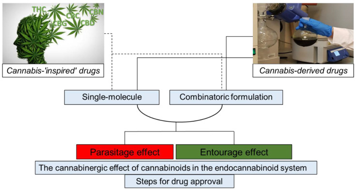 Illustration of concepts associated with the development of cannabis-related pharmaceutical drugs. Cannabis-inspired drugs, cannabinergic drugs, or cannabis-based drugs are to be developed while interaction(s) between phytocannabinoids or synthetic cannabinoids and the endocannabinoid system should be examined. Drug review and approval process steps should be taken.