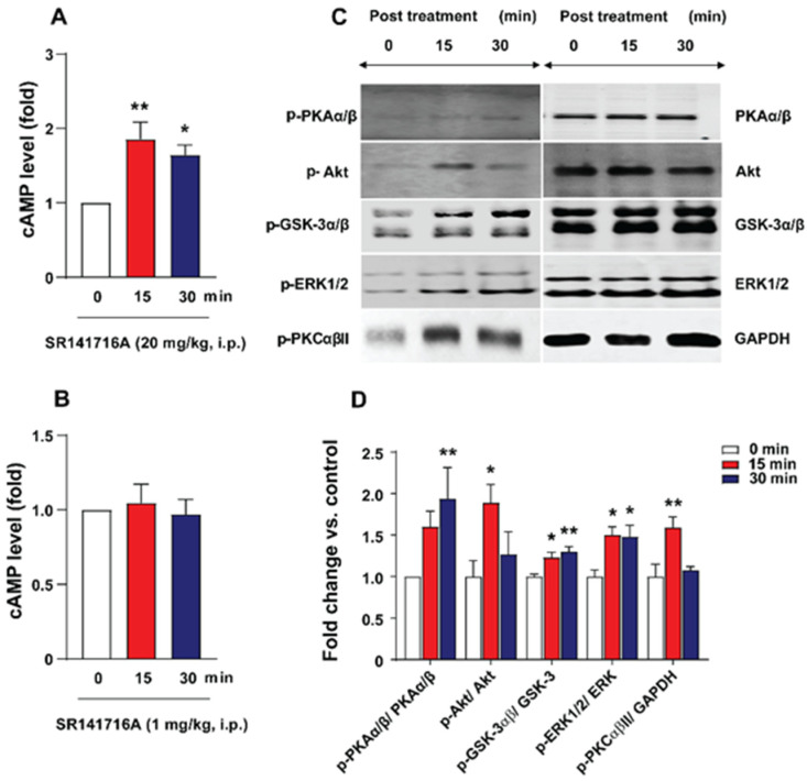 CB1 receptor inverse agonist/antagonist SR141716A (20 mg/kg, i.p.) evoked increases in cAMP levels and phosphorylation of PKAα/β (Thr197), Akt (Ser473), GSK-3α/β (Ser21/9), ERK1/2 (Thr202/204), and PKCαβII (Thr638/641) proteins in shrew brainstems. ELISA data show that administration of a non-emetic dose of SR141716A (1 mg/kg, i.p.) did not induce any changes in least shrew brainstem cAMP tissue levels (B), whereas the administration of a fully effective emetic dose of SR141716A (20 mg/kg, i.p.) resulted in significant and time-dependent increases in cAMP tissue levels in least shrew brainstems (A). Representative Western blots of PKAα/β (Thr197), Akt (Ser473), GSK-3α/β (Ser21/9), ERK1/2 (Thr202/204), and PKCαβII (Thr638/641) protein phosphorylation in the least shrew brainstems collected from control (0 min) or at the indicated time points after intraperitoneal (i.p.) administration of fully effective emetic dose of SR 141716A (20 mg/kg, i.p.) (C). Quantitative analysis of Western blots of phosphorylation of PKAα/β (Thr197), Akt (Ser473), GSK-3α/β (Ser21/9), ERK1/2 (Thr202/204), and PKCαβII (Thr638/641) proteins or GAPDH and ratios were obtained (D). All ratios were normalized to controls (0 min) and expressed as the fold change of the controls. * p < 0.05 and ** p < 0.01 vs. 0 min, one-way ANOVA followed by Dunnett’s post hoc test (n = 4–8 per group).
