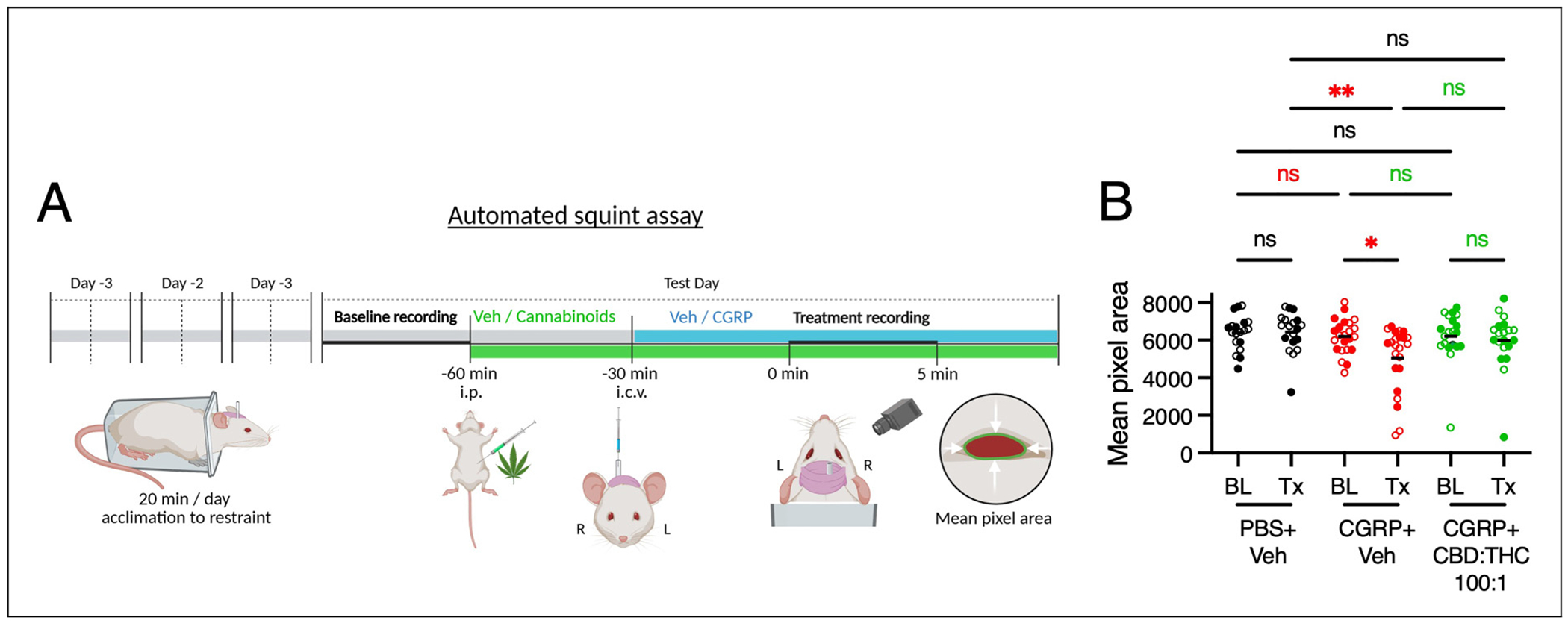 Central CGRP-induced squint is partially rescued by 100:1 CBD:THC. (A) Automated squint assay testing paradigm testing the effect of 100:1 CBD:THC (100 mg/kg CBD: 1 mg/kg THC). (B) Average mean pixel area over 5 min (baseline and treatment). Cannabinoid injection (i.p.) of 100:1 CBD:THC rescues CGRP (i.c.v.) induced squint in CD1 mice. Using a two-way RM ANOVA, the baseline and treatment recordings of PBS + Veh group (ns, p > 0.9999) and CGRP + 100:1 CBD:THC (ns, p = 0.9908) were not significantly different. The baseline of CGRP + Veh group was significantly different from treatment recording (*p = 0.0208). When comparing the baseline (BL) recordings across the treatment groups, there was no significant difference between the PBS + Veh (BL) vs. CGRP + Veh (BL) (ns, p = 0.9934), PBS + Veh (BL) vs. CGRP + CBD:THC 100:1 (BL) (ns, p = 0.9981), and CGRP + Veh (BL) vs. CGRP + CBD:THC 100:1 (BL) (ns, p > 0.9999). When comparing the treatment (Tx) recordings across the treatment groups, there was no significant difference between the PBS + Veh (Tx) vs. CGRP + CBD:THC 100:1 (Tx) (ns, p = 0.889), and CGRP +Veh (Tx) vs. CGRP + CBD:THC 100:1 (Tx) (ns, p = 0.1275); however, there was a significant difference between PBS + Veh (Tx) vs. CGRP + Veh (Tx) (**p = 0.0063). Number of mice: PBS + veh: n = 20 (1 excl.); CGRP + veh: n = 23; CGRP + 100:1: n = 20, male mice (open circles) PBS + veh: n = 11; CGRP + veh: n = 13; CGRP + 100:1: n = 10, and female mice (closed circles) PBS + veh: n = 9 (1 excl.); CGRP + veh: n = 10; CGRP + 100:1: n = 10. Statistical analyses are further described in the supplementary material (Table S9). CBD = cannabidiol; CGRP = calcitonin gene-related peptide; THC = tetrahydrocannabinol; PBS = phosphate-buffered saline; RM ANOVA = repeated measures analysis of variance; Veh = vehicle.