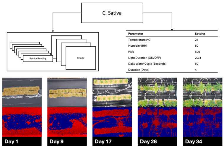 Cannabis sativa cultivation over 34 days demonstrating environmental parameters with red, green, blue (RGB), and time-of-flight (TOF) images spread out over the growth cycle.