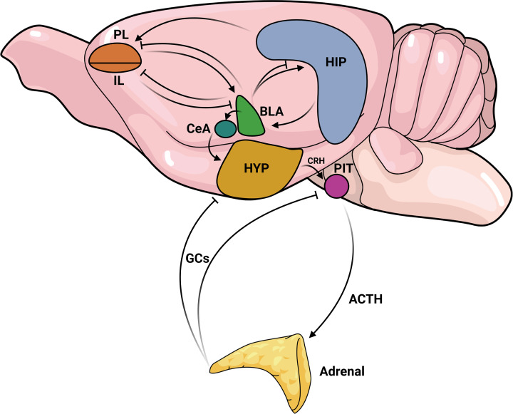 A simplified view of the key brain regions involved in the stress responseThe amygdala (basolateral-BLA and central-CeA nuclei) is a key region in initiating the stress response. It is an input region for projections sent by other regions, particularly by different subdivisions of the medial prefrontal cortex (mPFC). Specifically, the prelimbic region (PL) of the mPFC exerts excitatory influence on amygdala. In contrast, the infralimbic region (IL) inhibits the basolateral amygdala (BLA). The hippocampus (HIP) contributes to stress response by providing contextual information, with excitatory projections to the PL-mPFC and BLA. The BLA, in turn, inhibits the PL, IL, and has both inhibitory and excitatory projections to the HIP. The balance of these two projections controls the parallel HIP outputs. Integrating this information, the BLA activates the amygdala’s output region, the CeA, which sends excitatory projections to the hypothalamus (HYP), stimulating the production and release of corticotropin-releasing hormone (CRH). CRH acts on the pituitary gland triggering the synthesis and release of adrenocorticotropic hormone (ACTH). ACTH, in turn, is released in the blood and stimulates the synthesis of glucocorticoids (GCs) in the adrenal gland. Finally, released GCs establish a negative feedback loop within the hypothalamus and pituitary, modulating the peripheral and central nervous system areas to facilitate adaptive responses to stress. Depending on the duration and type of stressors, increased amygdala activity, cortical dysfunction and hippocampal atrophy can occur, impairing the ability of this adaptive response to occur, contributing to psychiatric disorders.