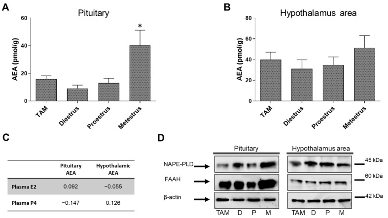 Graphical representation of the AEA levels measured by HPLC in the whole pituitary (A) and in the POA-Hyp (preoptic-hypothalamic) area (B) of metestrus, diestrus and proestrus rats and cycling female rats treated with TAM. (C) Spearman’s rank correlations coefficient between plasmatic hormone and AEA levels. (D) NAPE-PLD and FAAH levels measured by Western blot in the whole pituitary and in the POA-Hyp area of metestrus, diestrus and proestrus rats and cycling female rats treated with TAM. Bonferroni ad hoc post-test: * p < 0.05, compared with all other groups.