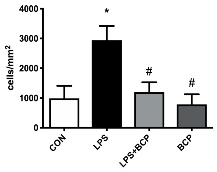 Leukocyte adhesion in submucosal bladder venules of female BALB/c mice for the following experimental groups: control (CON; n = 5), LPS-induced IC (LPS; n = 5), LPS-induced treated with oral BCP (100 mg/kg, LPS + BCP; n = 5), healthy animals administered oral BCP (100 mg/kg, BCP; n = 5). All groups were pretreated with olive oil gavage, with the treatment groups receiving BCP dissolved in olive oil. Saline and LPS were administered via intravesical instillation. Data presented as mean ± SD. * p < 0.05 vs. Control, # p < 0.05 vs. LPS.